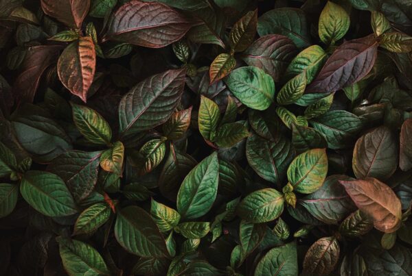 leaf background